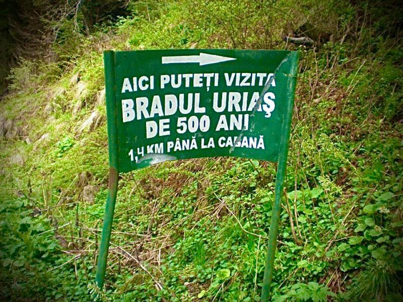 Rustic Cottage Sibiu Ngoại thất bức ảnh